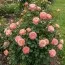 Роза Dornburger Schlossrose фото