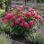 Роза Pink Forest Rose фото