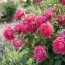 Роза Pink Forest Rose фото