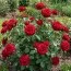 Роза Red Brokat фото