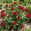 Роза Red Brokat фото