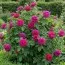 Роза Rose de Rescht фото