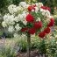 Роза штамбовая Guirlande d'Amour/Scarlet Meillandecor фото