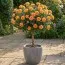 Роза штамбовая Clementine фото