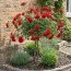 Роза штамбовая Scarlet Meillandecor фото