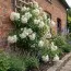 Роза White Flight фото