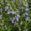 Розмарин Officinalis фото