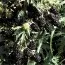 Ежевика Oregon Thornless фото