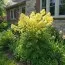 Василистник Thalictrum Flavum фото
