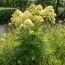 Василистник Thalictrum Flavum фото