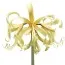 Амариллис Saffron фото