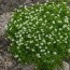 Мшанка Green Moss фото