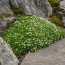 Мшанка Green Moss фото
