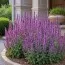 Сальвия Amethyst фото