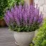 Сальвия Amethyst фото