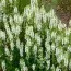 Сальвия Schneehuegel фото