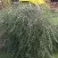 Ива пурпурная Pendula фото
