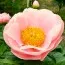Пион Salmon Chiffon (Уникальный цвет) фото