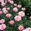 Пион Salmon Dream фото