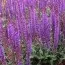 Сальвия Blaukönigin фото