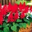 Сальвия Пылкий джаз фото
