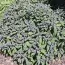 Сальвия Purpurascens фото