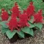 Сальвия Salsa Scarlet фото