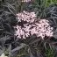 Бузина Black Lace фото