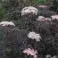 Бузина Black Lace фото
