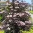 Бузина Black Lace фото