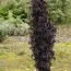 Бузина Black Tower фото