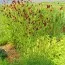 Кровохлебка Red Thunder фото