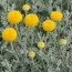 Сантолина Сhamaecyparissus фото