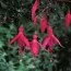 Фуксия Saturnus фото