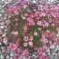 Камнеломка Highlander Rose Shades фото