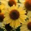 Эхинацея Sandy Yellow фото