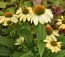Эхинацея Sandy Yellow фото