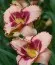 Лилейник Spacecoast Picotee Prince фото