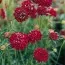 Скабиоза Deep Red фото