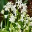 Пролеска Siberica Alba (акционная) фото