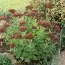 Седум Autumn Joy фото