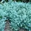 Седум Blue Spruce фото