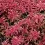 Седум Coral Carpet фото