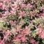Седум Coral Carpet фото