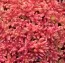 Седум Coral Carpet (рассада) фото