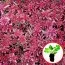 Седум Coral Carpet (рассада) фото