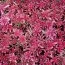 Седум Coral Carpet фото