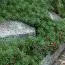 Седум Middendorfianum фото