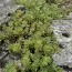 Седум Middendorfianum фото