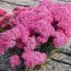 Седум Mr.Goodbud фото